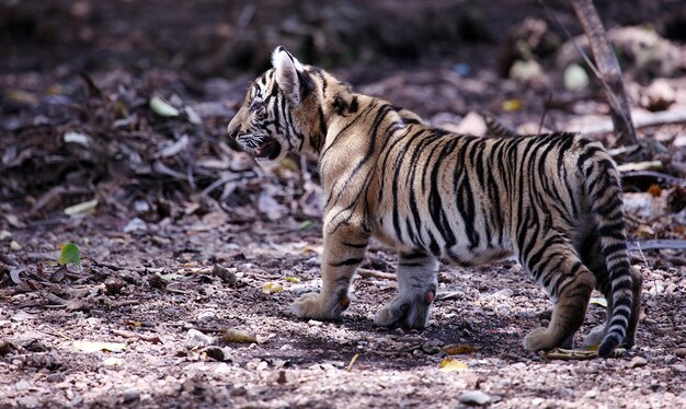 cucciolo di tigre