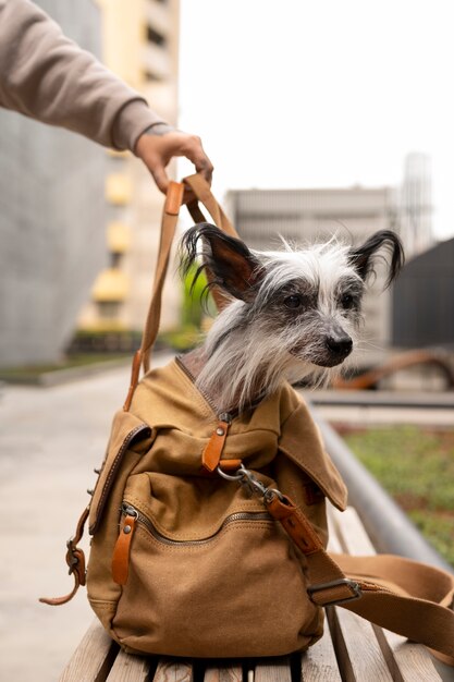 Cucciolo di trasporto della donna di vista laterale in borsa