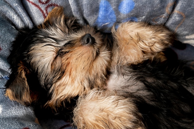 Cucciolo di yorkshire terrier sveglio che dorme nel suo letto