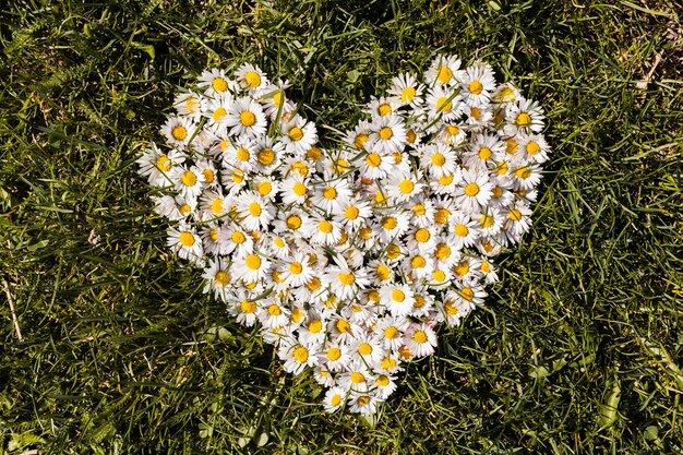 Cuore di fiori margherite