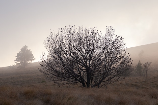 Cupo paesaggio con un solo albero in Istria, Croazia