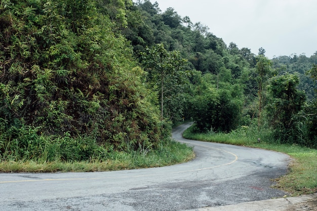 curva stradale nella foresta