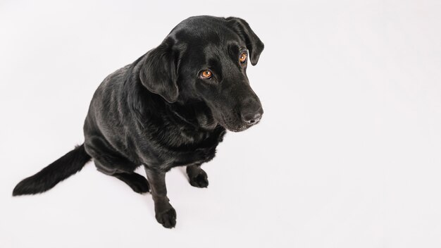 Da sopra cane seduto su bianco