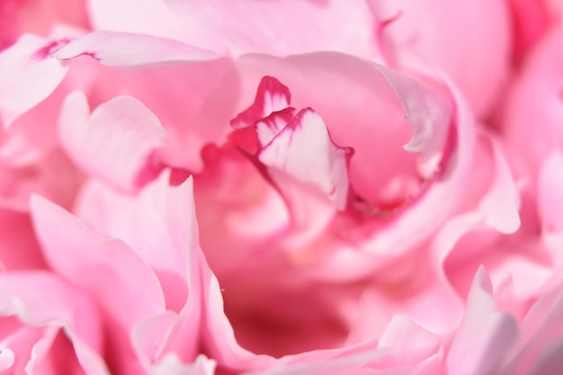 Da vicino al centro di una peonia rosa