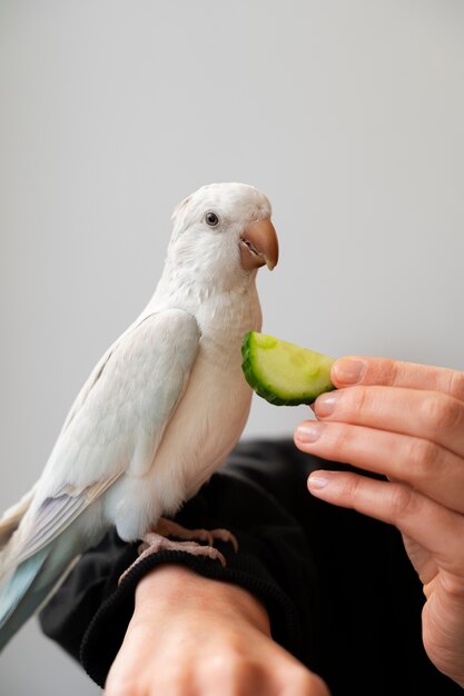 Da vicino l'adorabile pappagallo che mangia