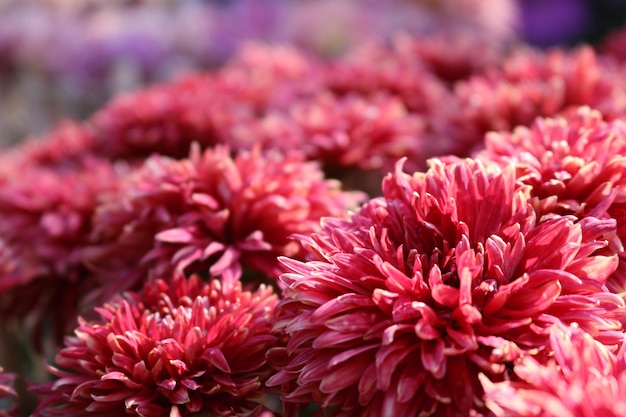 Dahlia Autumn flower