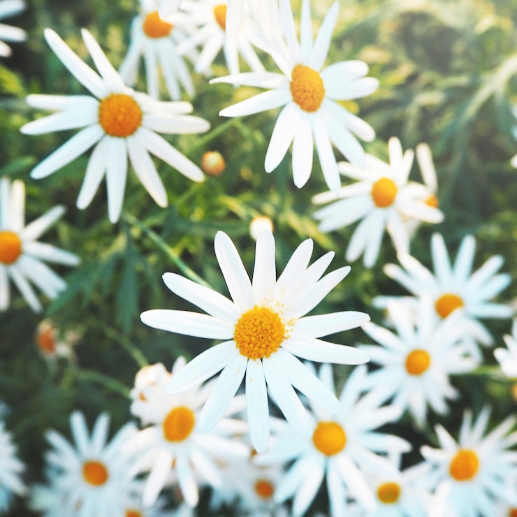 Foto gratuito daisy chamomile field blossom concept