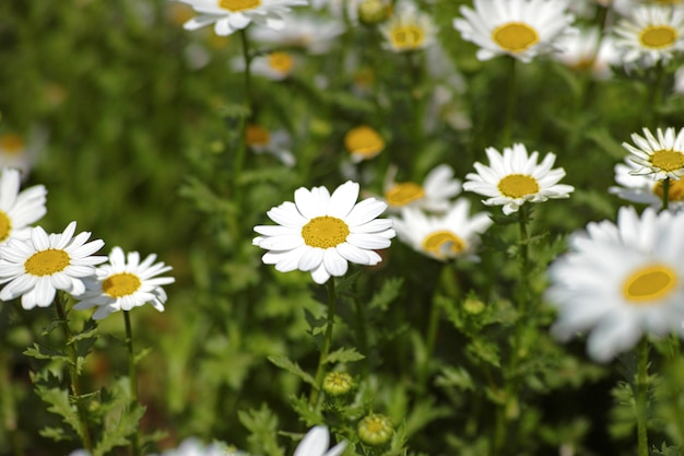 Daisy con gli altri intorno a lei