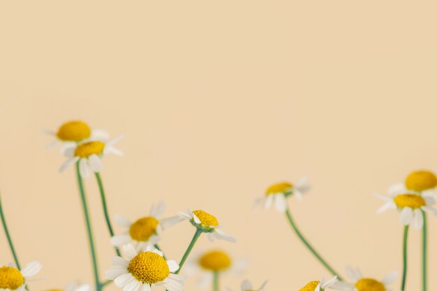 Daisy fiori su un beige