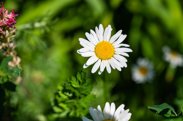 Daisy immersa nel verde in un campo sotto la luce del sole con uno sfondo sfocato