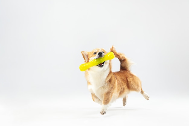 Danza con l'estrazione. Cucciolo di Welsh corgi pembroke in movimento. Cagnolino o animale domestico lanuginoso sveglio sta giocando isolato su priorità bassa bianca. Servizio fotografico in studio. Spazio negativo per inserire il testo o l'immagine.