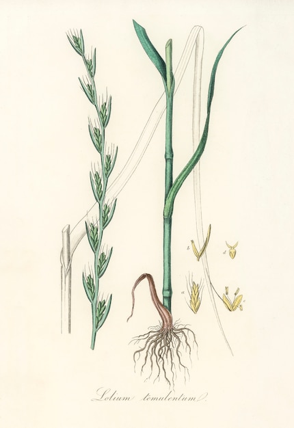 Darnel (Lolium temulentum) illustration from Medical Botany (1836)