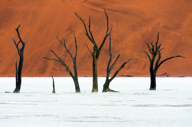 Deadvlei nel parco nazionale di Namib-Naukluft Sossusvlei in Namibia - Dead Camelthorn Alberi contro le dune di sabbia arancione con cielo blu.