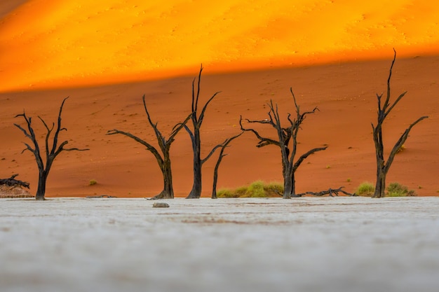 Deadvlei nel parco nazionale di Namib-Naukluft Sossusvlei in Namibia - Dead Camelthorn Alberi contro le dune di sabbia arancione con cielo blu.