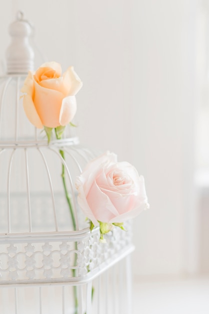 Decorativi rose colorate in una gabbia