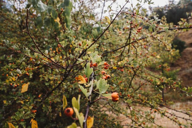 Decorazione autunnale naturale