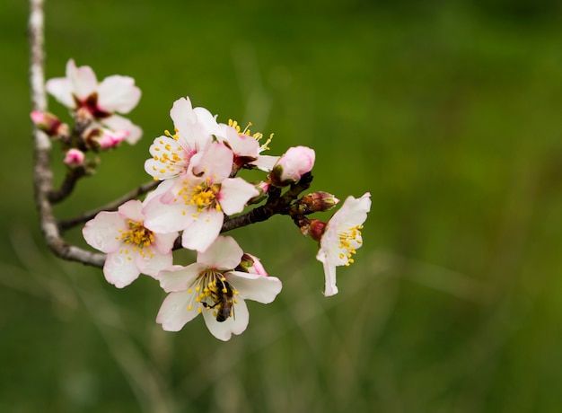 Decorazione del bellissimo ramo con fiori