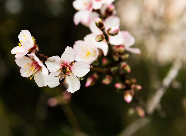 Decorazione del fiore bianco all'aperto