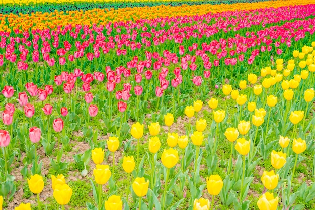 Decorazione tulipani bella fiore di bellezza