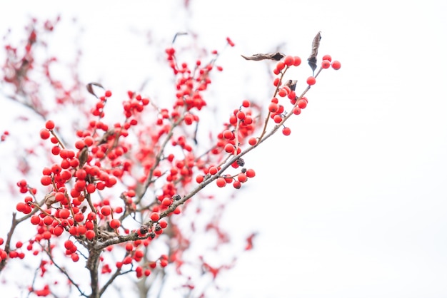 Decorazioni di Natale bacche rosse di agrifoglio