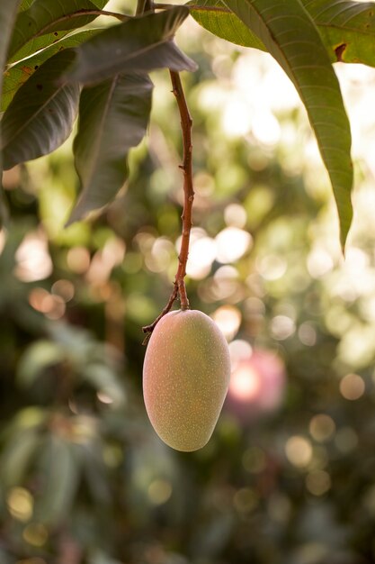 Delizioso frutto di mango crudo in un albero