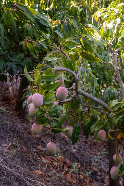 Delizioso frutto di mango crudo in un albero