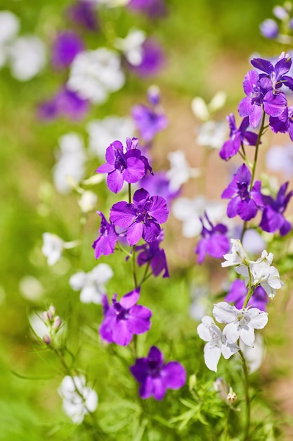 DelphiniumCandle Delphiniummolti bei fiori viola e blu che sbocciano nel giardino