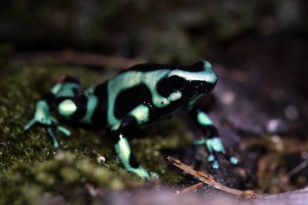 Dendrobates auratus rana verde closeup