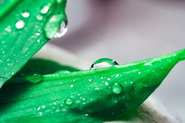 Dense gocce d'acqua pendono da una foglia verde della giungla.