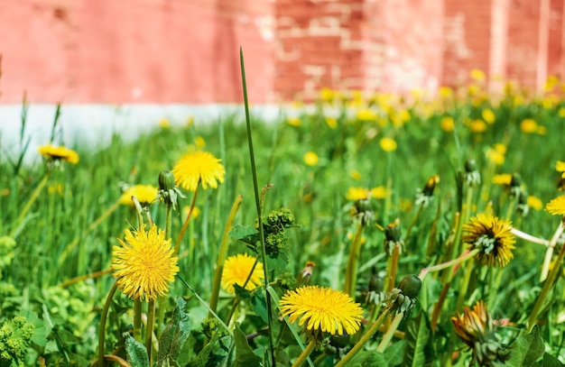 Denti di leone sullo sfondo del vecchio muro rosso della casa sfondo sfocato messa a fuoco selettiva Ecologia cura per la natura fresca idea di carta da parati