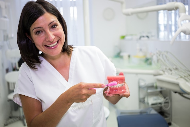 Dentista che pulisce il modello dentale della mascella con uno spazzolino da denti