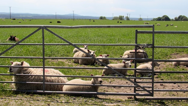 Deposizione di pecore nei campi della Scozia Regno Unito