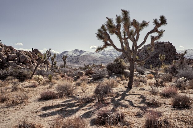 Deserto con cespugli e alberi con montagne in lontananza nel sud della California