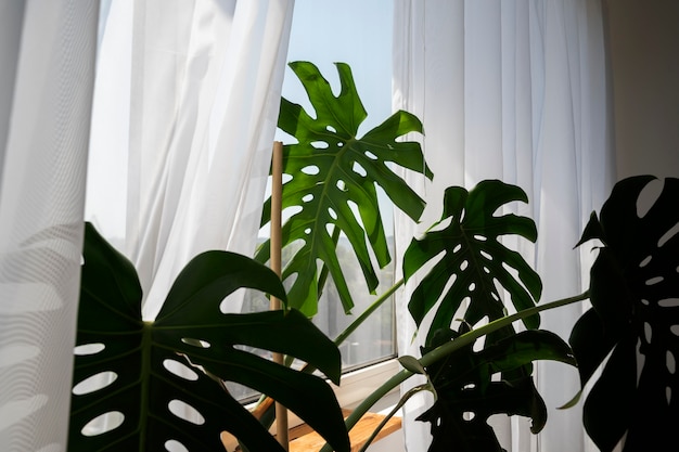 Design d'interni con pianta di monstera