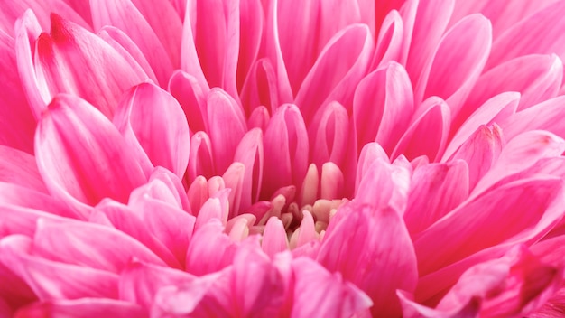 Dettagli del fiore rosa del primo piano