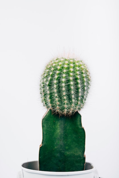 Dettagli il colpo della pianta verde del cactus in vaso sopra fondo bianco