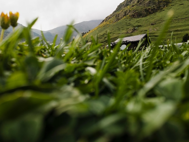 Dettagli ravvicinati del campo in erba