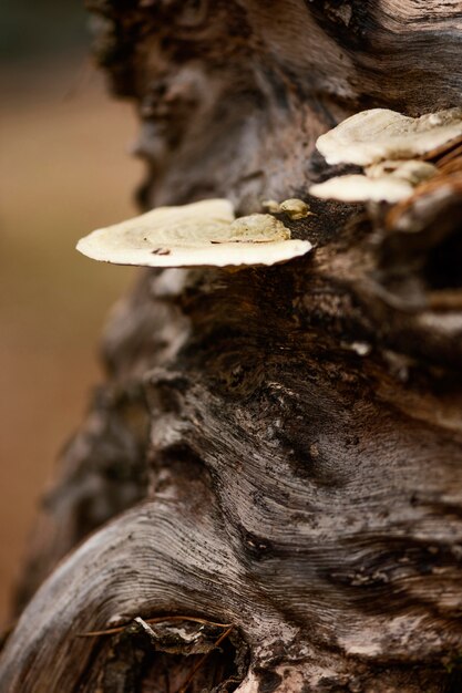 Dettaglio del primo piano della foresta selvaggia