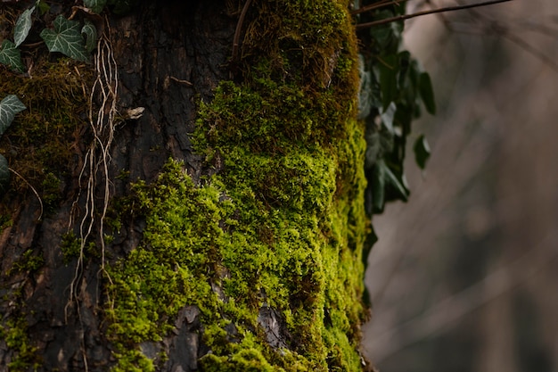 Dettaglio del primo piano della foresta selvaggia