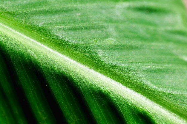 Dettaglio di una foglia verde