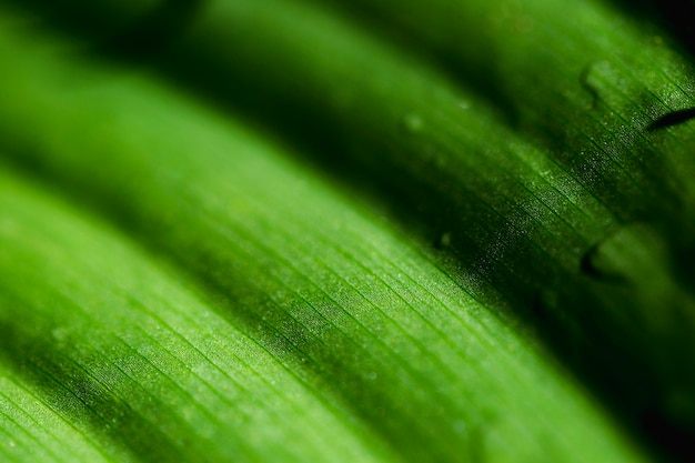 Dettaglio di una foglia verde