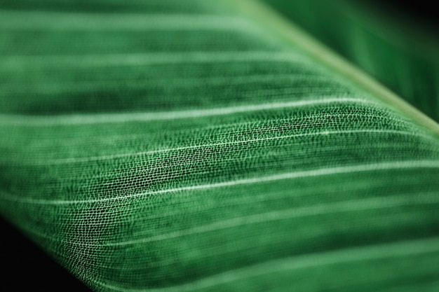 Dettaglio di una foglia verde