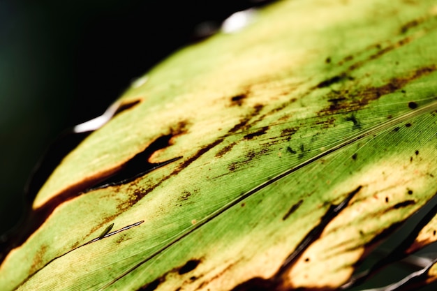 Dettaglio di una foglia verde