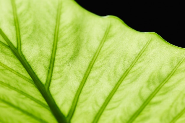 Dettaglio di una foglia verde