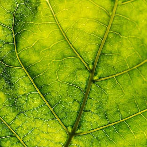 Dettaglio di una foglia verde