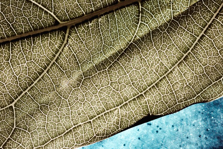 Foto gratuito dettaglio di una foglia verde