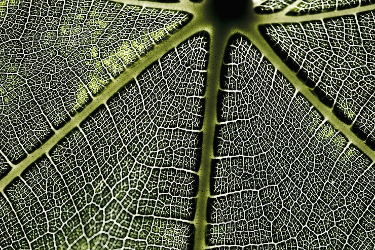 Foto gratuito dettaglio di una foglia verde