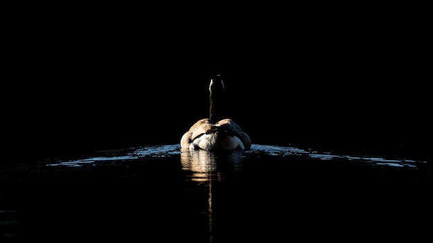 Dietro il colpo di un'anatra che nuota in un lago di notte