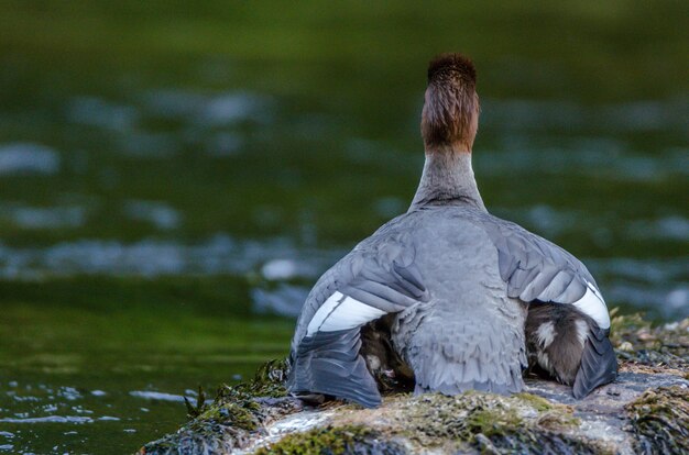 Dietro il colpo di un'anatra grigia che nuota in un lago durante il giorno