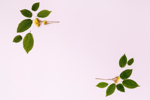 Disegno del fogliame con fiori e foglie